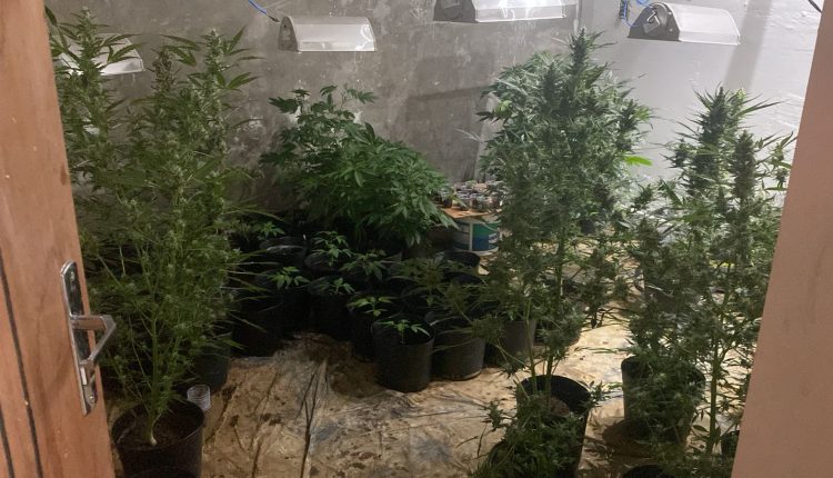 Polícia Civil do Maranhão fecha laboratório de produção de supermaconha, em&nbsp;Davinópolis