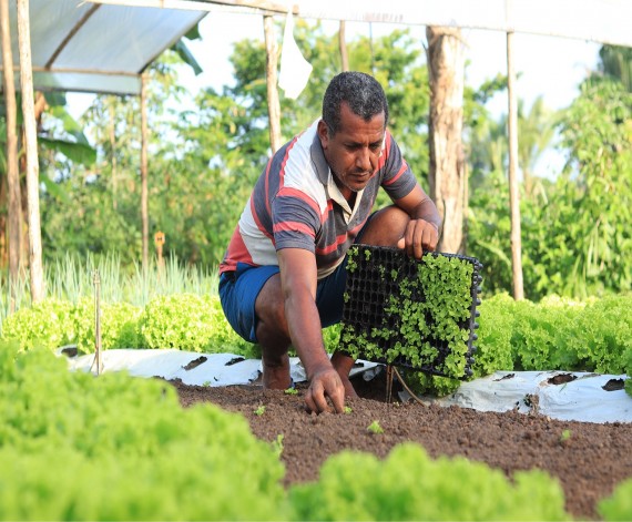 Agricultores de São Luís e Paço do Lumiar realizam entrega de produtos pelo Procaf