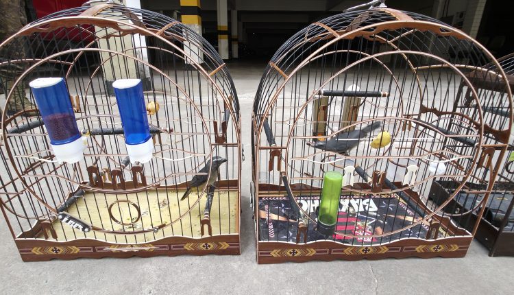 Operação Libertas resgata 51 aves silvestres mantidas em cativeiro em São&nbsp;Luís