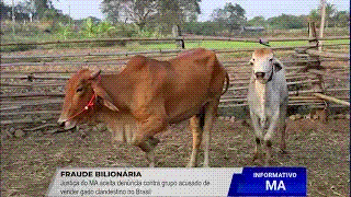 JUSTIÇA ACEITA DENÚNCIA CONTRA GRUPO ENVOLVIDO EM FRAUDE BILIONÁRIA DE GADO NO&nbsp;BRASIL
